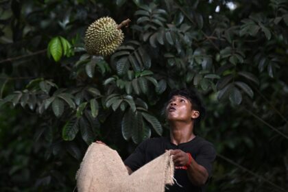 Among Thailand's most famous and lucrative exports, the pungent durian has been farmed in