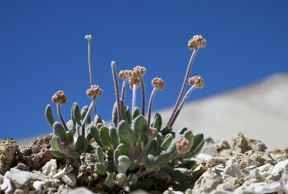 A Tiehm's buckwheat plant starts to bud in its native habitat in the Silver Peak Range in