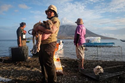 A volunteer carries a wounded dog rescued from the foot of Mount Ruang