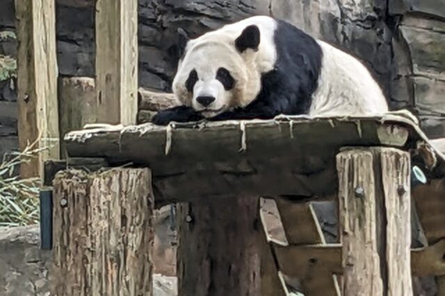 The last pandas at any US zoo are expected to leave Atlanta for China