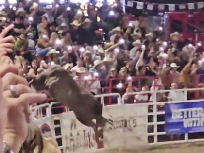 Party Bus, a rodeo bull, jumped over an arena's fence on Saturday in Oregon and plowed thr