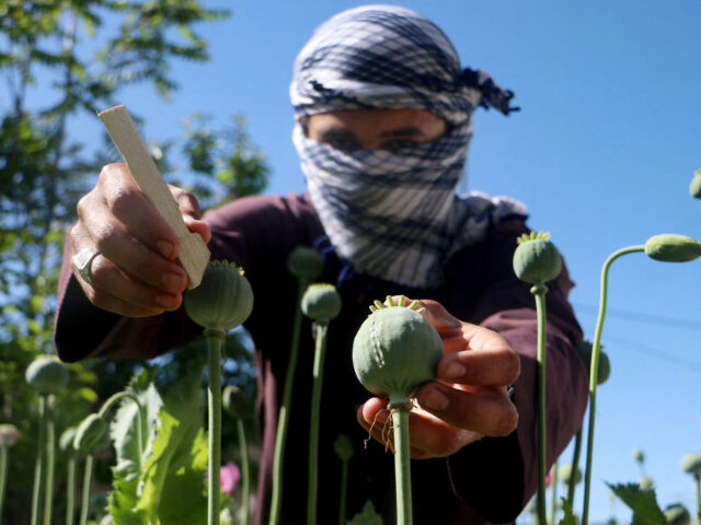 AFGHANISTAN-ECONOMY-AGRICULTURE