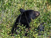 ‘Very Polite Bear’ Breaks Into 5 California Homes, Steals Frozen Chicken