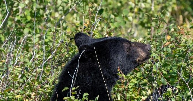 'Very Polite Bear' Breaks Into 5 California Homes, Steals Frozen Chicken