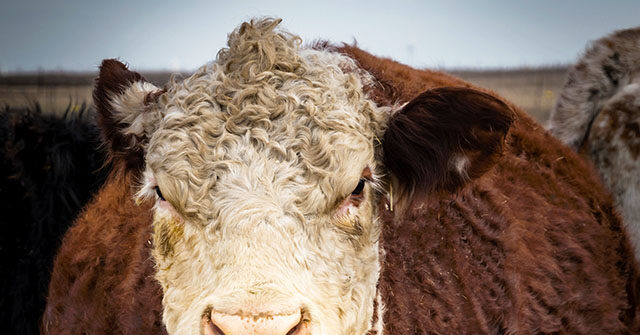 New York Farm Worker, 28, Killed by Aggressive Cow - Vimarsana News
