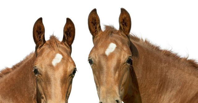 Serial Horse Rapist Arrested for Fourth Time in South Texas