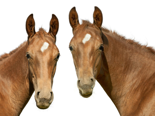 Two Horses -- Getty Images