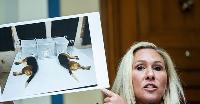 Marjorie Taylor Greene Rips Fauci for Dog Experiments, Masking Children