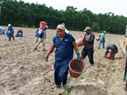 Migrant farm workers work in a field harvesting sweet potatoes. The agricultural fields of