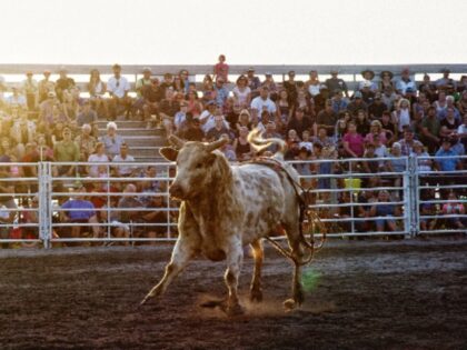 VIDEO: Three People Injured After Bull Jumps Fence into Crowd at Rodeo