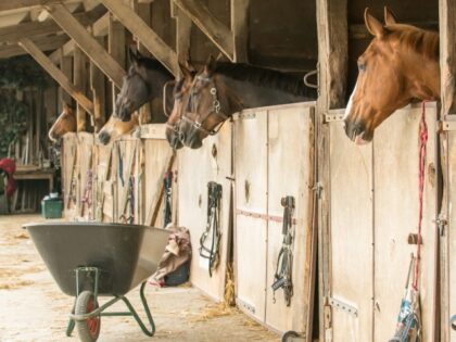 VIDEO — ‘Your Worst Nightmare’: Ohio Barn Fire Kills 44 Horses, Injures Man Tryin