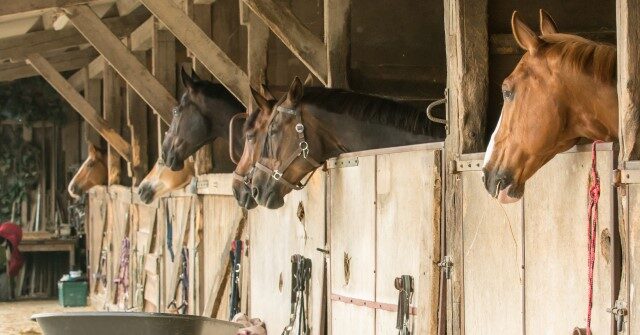 Ohio Barn Fire Kills 44 Horses, Injures Man Trying to Save Them