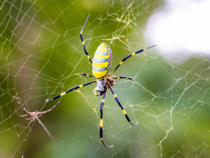 Beautiful japanese yellow joro spider in the net - stock photo