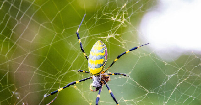 Giant, Venomous, Flying Spiders Coming to U.S. Northeast