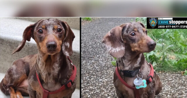 Teens Accused of Dognapping in NYC, Attempting to Extort Owner