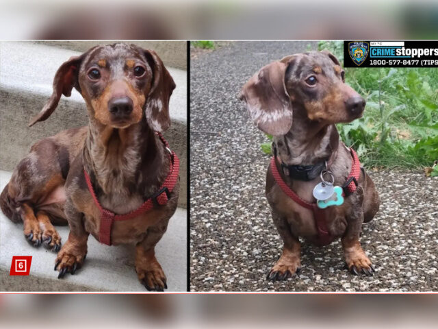 Teens abduct Dachsund, Extort Owner for Money