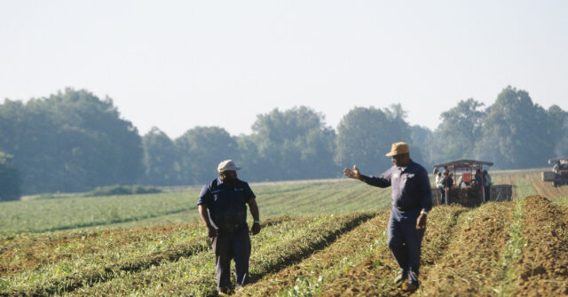 NextImg:Black Farmers Turn to Trump for Economic Relief