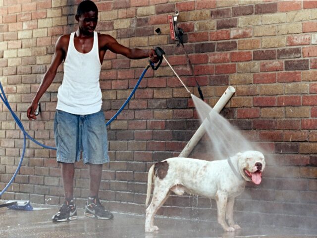 DOGS-HOUSTON 08/12/1999: HOUCHRON CAPTION (08/13/1999): As a heat wave continues to grip t