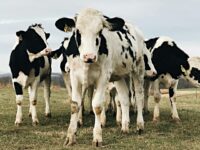 Flatulent Cows, Sheep, and Pigs Face World’s First Carbon Tax in Denmark