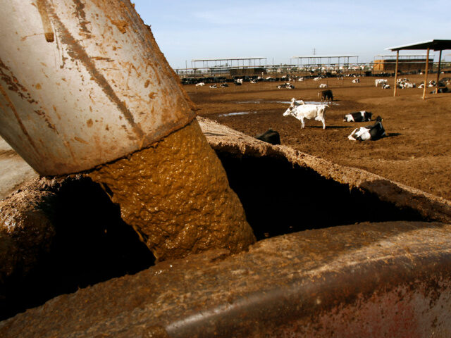 A vacuum tanker, known as a "honey vac," dumps its slurry of manure siphoned out of feedin