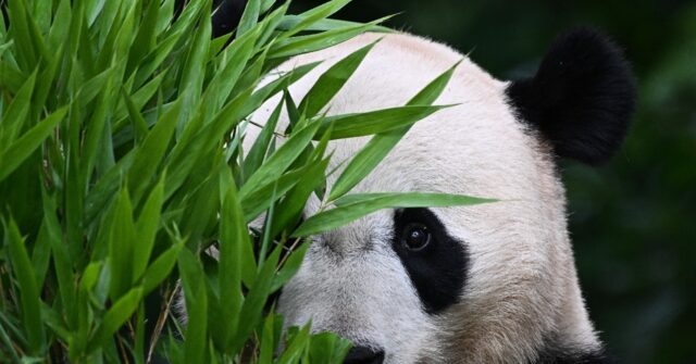 Giant Pandas' Role in Breeding Programs and Global Conservation Efforts