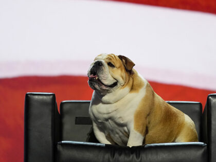 West Virginia Gov. Jim Justice's dog, "Babydog," sits on a chair on stage before the Repub