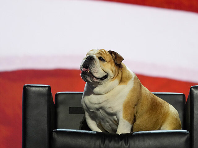 WV Gov. Jim Justice's 'Baby Dog' Steals Show at the RNC