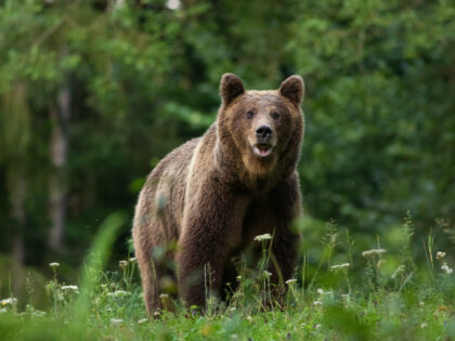 Large Carpathian brown bear predator portrait, while looking in the camera in natural envi