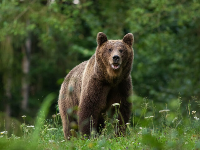 Large Carpathian brown bear predator portrait, while looking in the camera in natural envi