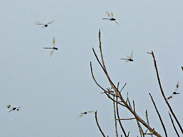 Swarms of Dragonflies migrating