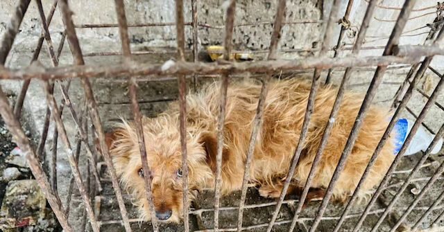 Exclusive -- PETA Founder Urges Trump to Tariff Animal Products from China