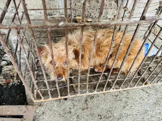 Exclusive — PETA Founder Urges Trump Admin to Tariff Donkey Gelatin, Dog Leather, and Other H