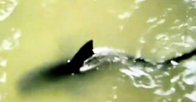 GRAPHIC: Four Attacked by Shark on Independence Day at Texas Beach