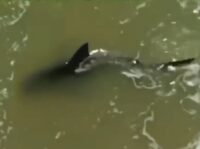 VIDEO — ‘Horrific’: Bloody Shark Attacks Disrupt Fourth of July at Texas’ S