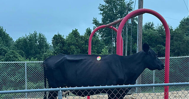 WATCH: Runaway South Carolina Cow Captured After 'Lengthy Pursuit'