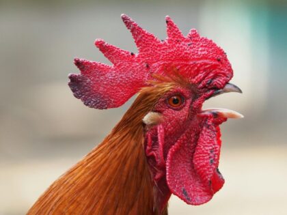 bird flu rooster