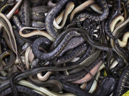 Harvested by fishermen from Tonle Sap Lake, snakes are for sale at Chong Khneas floating v