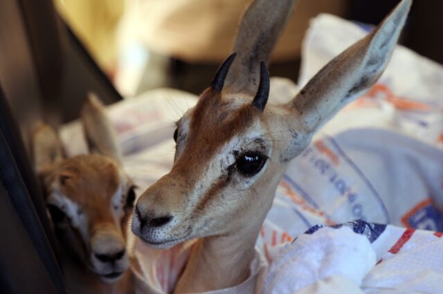 The slender-horned rhim gazelles, which are native to North Africa, have become an endange