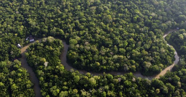 Brazil Expands Selective Logging in Amazon