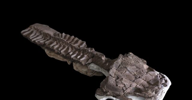 280m-year-old Giant Salamander-like Fossil Discovered in Namibia