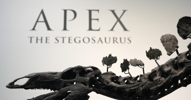 Stegosaurus Fossil Fetches Nearly $45M, Setting Record For Dinosaur ...