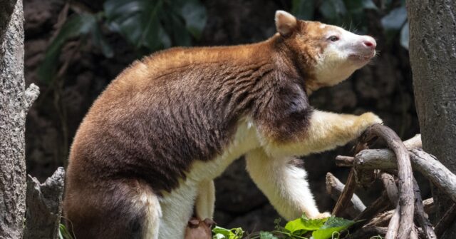 Baby kangaroo at Bronx Zoo