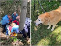 Pennsylvania Golden Retriever Saves Owner After 20-Foot Fall into Ditch