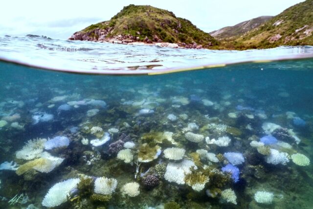 Australia's Great Barrier Reef has been plagued by repeated mass bleaching events, includi