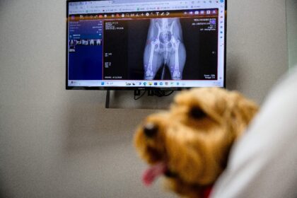 Mozzi, a goldendoodle, sits near X-ray results processed through 'X Caliber', AI-powered s