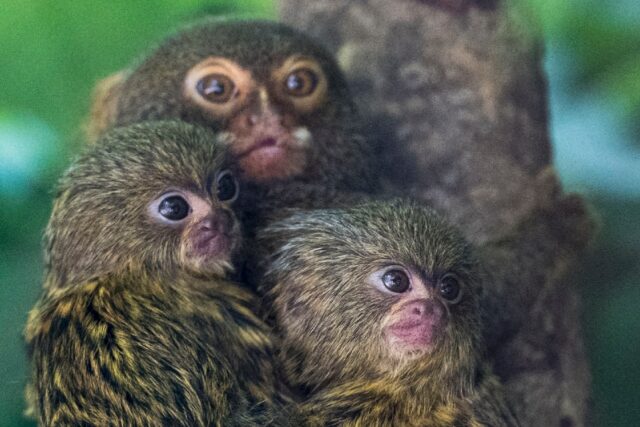 Pygmy marmoset cubs are pictured with their mother in their enclosure at the Mulhouse Zoo,