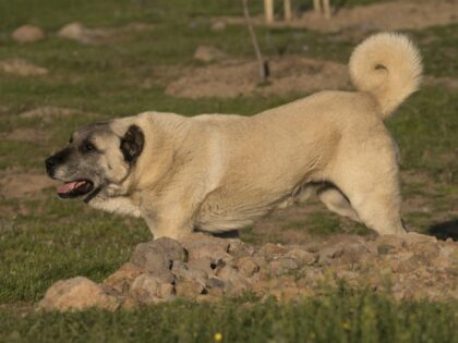 The adult Kangal Shepherd Dog is seen while it is walking towards left side of the picture