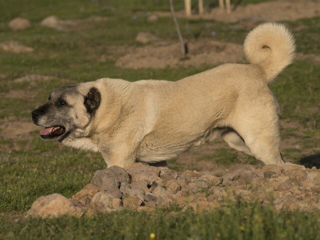 The adult Kangal Shepherd Dog is seen while it is walking towards left side of the picture