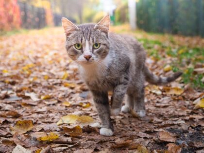 WATCH: California Cat Makes Incredible 1,000-Mile Journey Home After Disappearing in Yellowstone