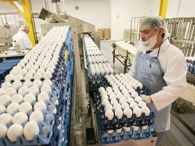 Oscar Valdez loads pasteurized eggs onto a conveyer belt where they are transported for in